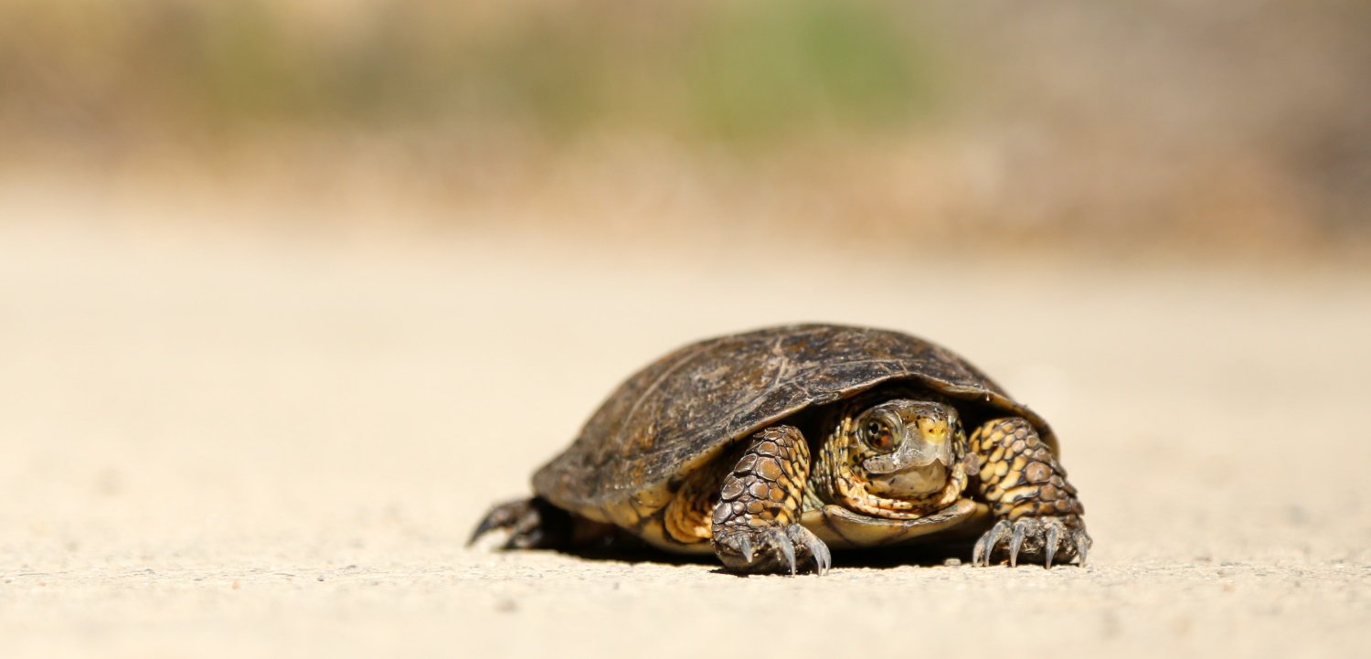 Why is my WordPress blog so slow?